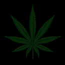 Lit LED Hat - Cannabis